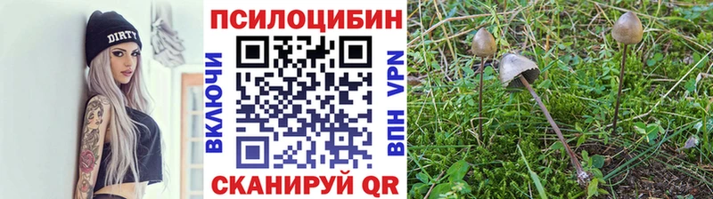Купить где  Жуковский  Псилоцибиновые грибы Psilocybe 
