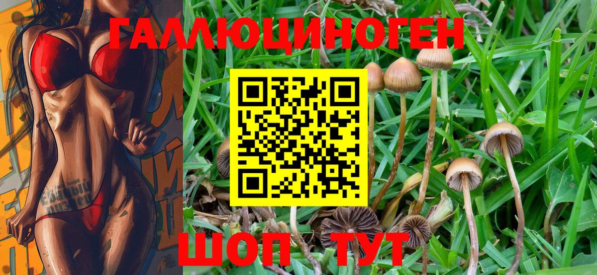 Жуковский  Псилоцибиновые грибы Psilocybine cubensis  продажа наркотиков  Вход с VPN 